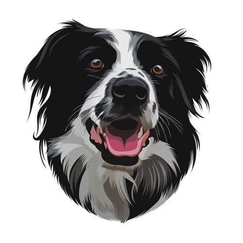 Border Collie John Ryan Leadership